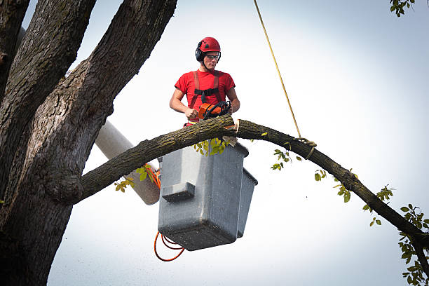 Best Fruit Tree Pruning  in Sylvania, AL